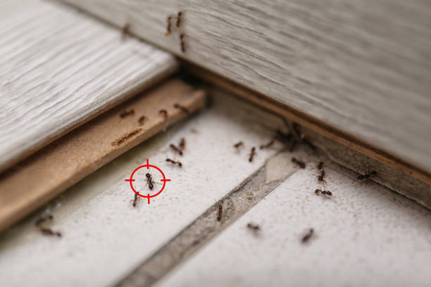  East Village, CT Pest Control Pros