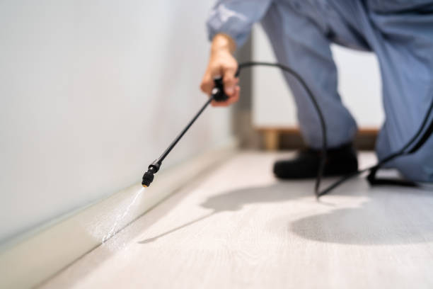 Best Wasp Removal Services  in East Village, CT