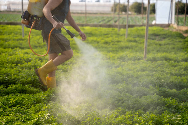 Best Mosquito Control Services  in East Village, CT