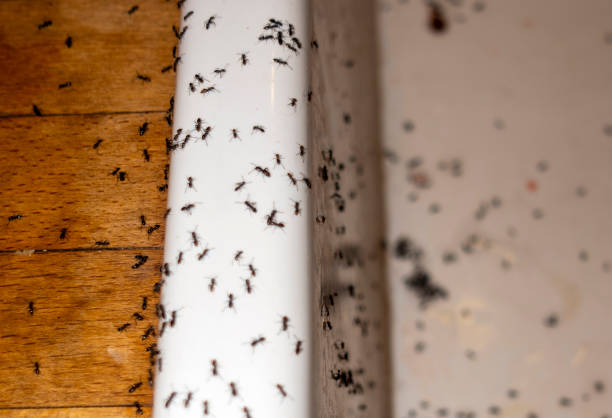 Best Local Pest Control Services  in East Village, CT