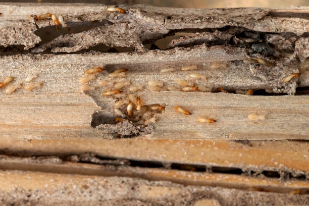 Best Pest Removal Services  in East Village, CT